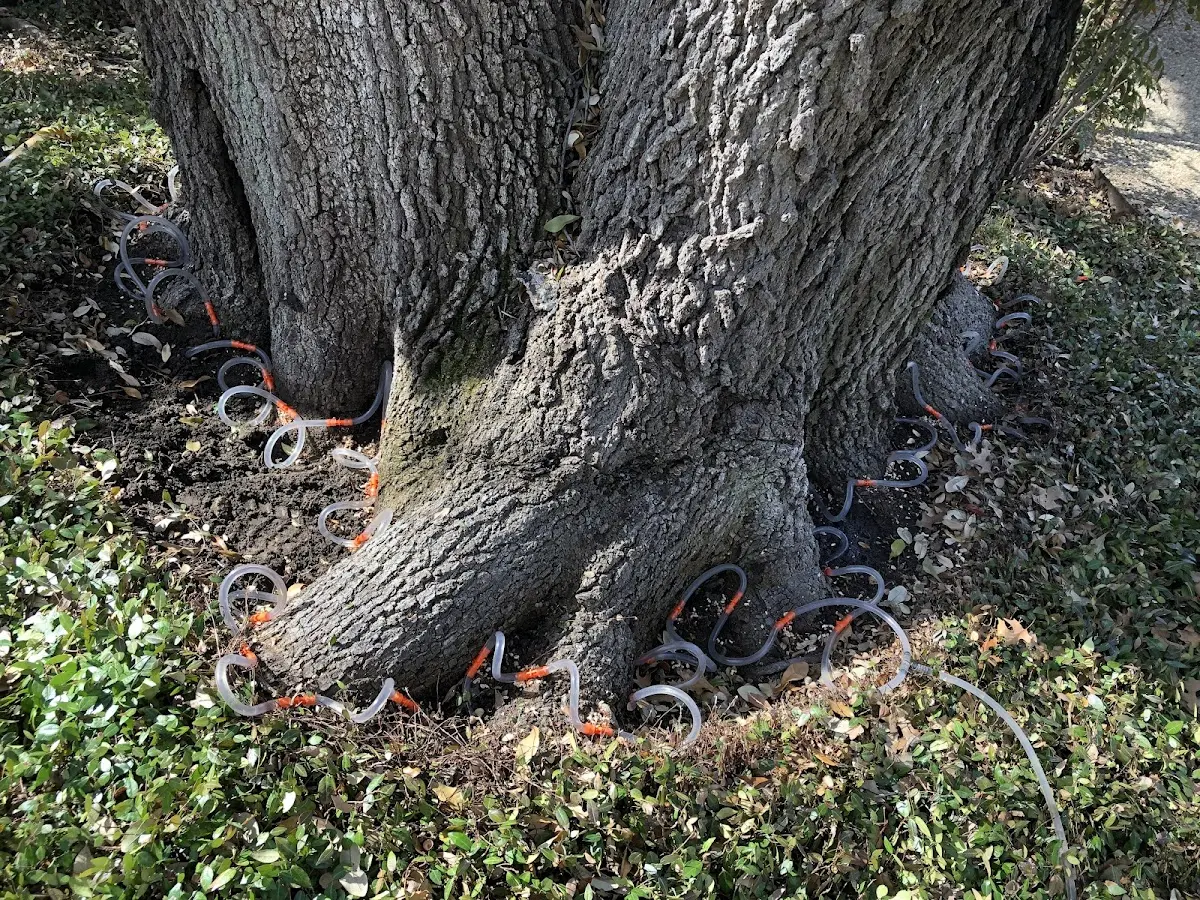 Detailed Tree Cabling and Bracing job site in Yorkville