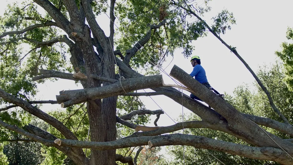 Professional Crown Thinning performed by certified arborists in Yorkville