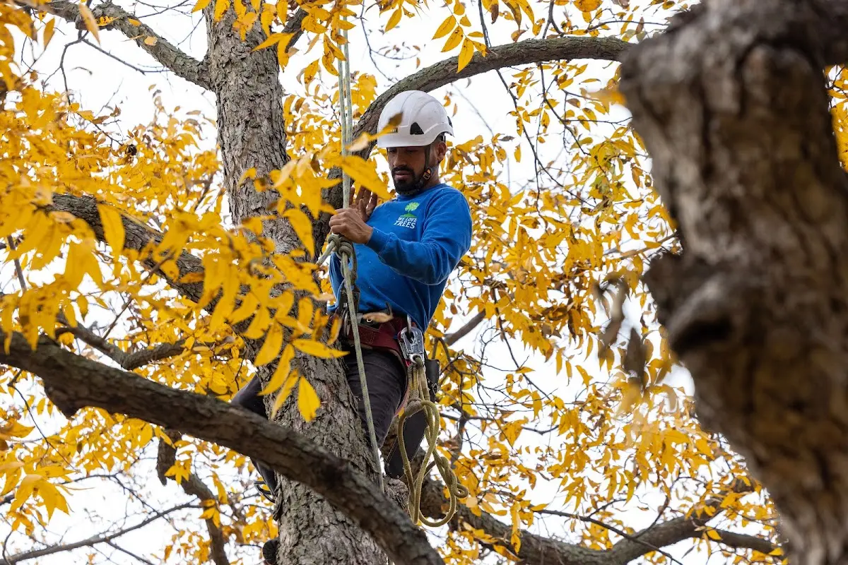 Skilled Tree Planing crew working in Yorkville